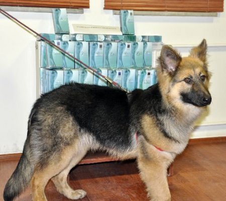 K-9 Köpeği Hadise, Yasaklı Hapa Geçit Vermedi