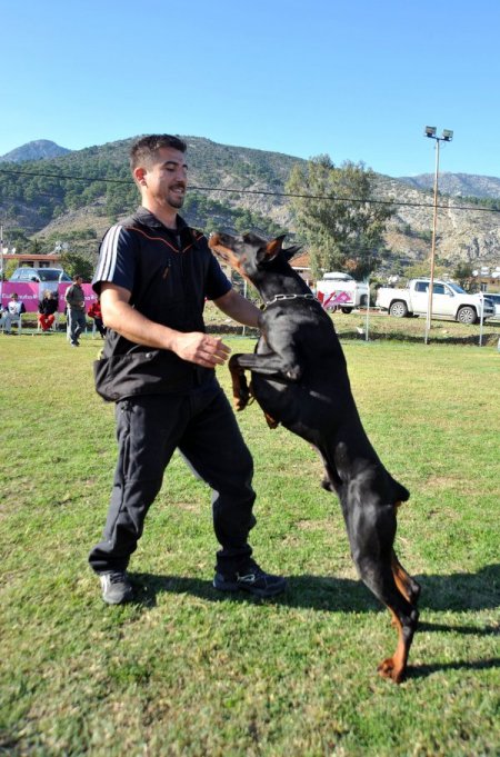 K-9 köpekleri Antalya’da yarıştı