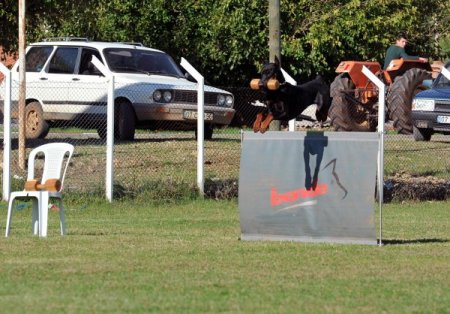 K-9 köpekleri Antalya’da yarıştı