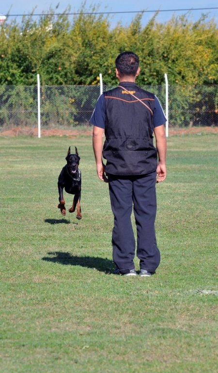 K-9 köpekleri Antalya’da yarıştı