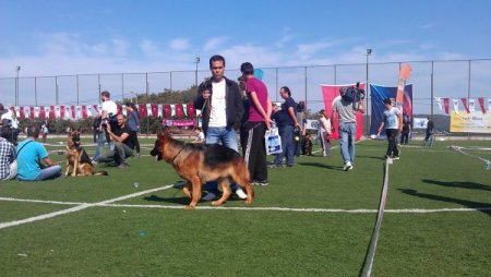 K-9'lar Çekmeköy'de yarıştı