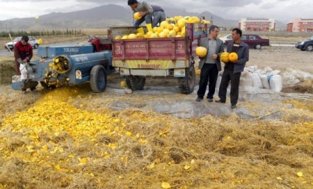 Kabak Atıkları, Besin Değeri Yüksek Kışlık Yem Haline Getirildi