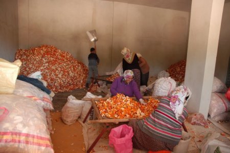 Kabuğu Meyvesinin 7 Katı Pahalı