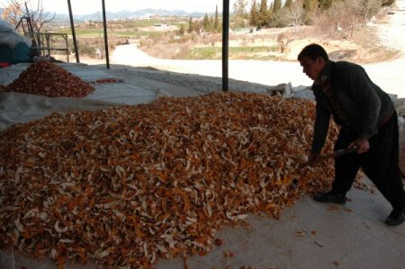 Kabuğu Meyvesinin 7 Katı Pahalı