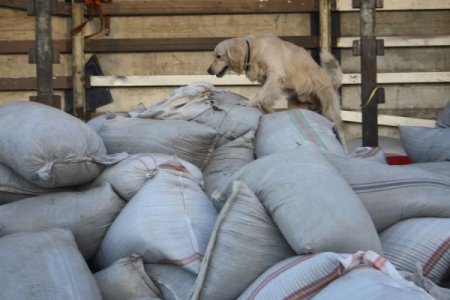Kaçak çayın içinden eroin çıktı