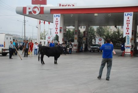 Kaçan boğaları kurban timleri etkisiz hale getirdi