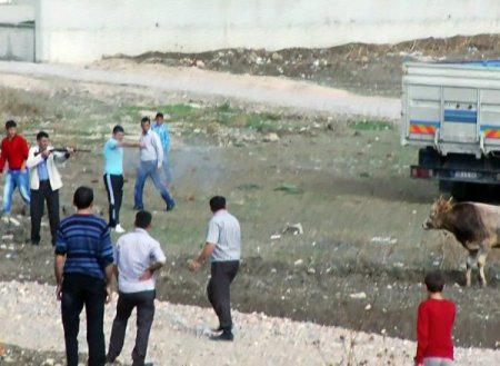 Kaçan kurbanlığı av tüfeğiyle vurdu