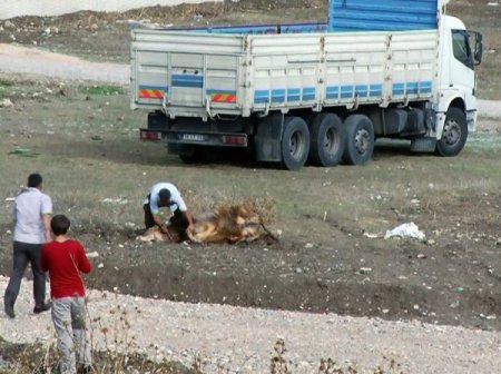 Kaçan kurbanlığı av tüfeğiyle vurdu