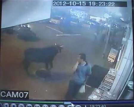 Kaçan kurbanlık tosun vatandaşların arasına daldı: 1 yaralı