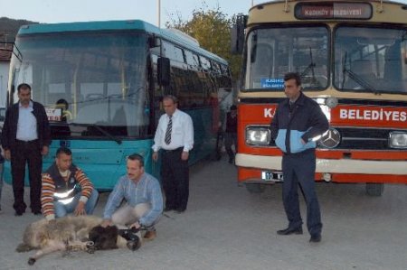 Kadıköy Belediyesi Araç Filosunu Genişletti