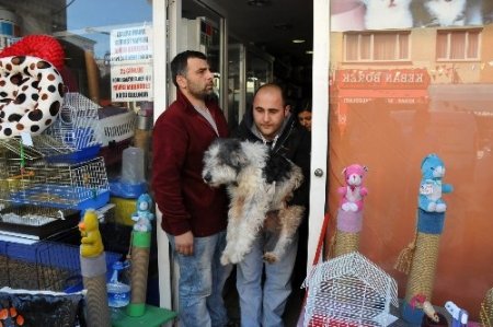 Kadıköy'de pet-shoplarda hayvan satışı yasağı başladı
