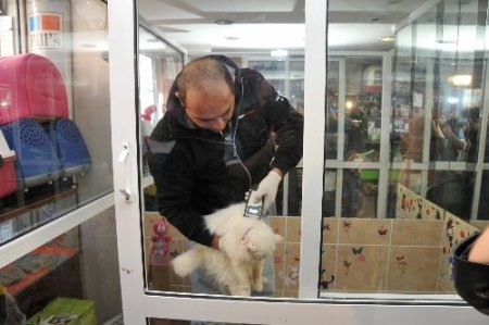 Kadıköy'de pet-shoplarda hayvan satışı yasağı başladı