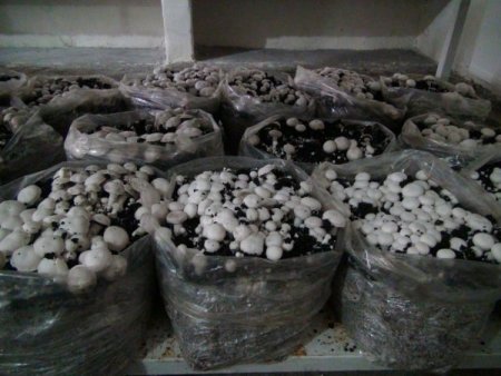 Kadınlar mantar yetiştirerek, aile bütçelerine katkıda bulunuyor