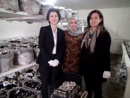 Kadınlar mantar yetiştirerek, aile bütçelerine katkıda bulunuyor