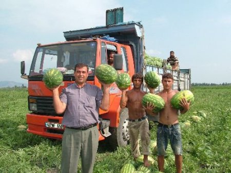 Kadirli'de Karpuz Tarlada 17 Kuruşa Düştü