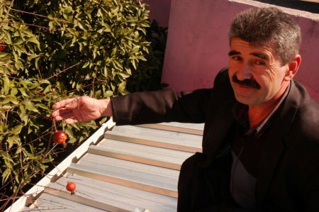 Kadirli'de nar ağacı mart ayında meyve verdi