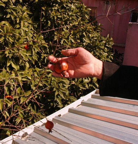 Kadirli'de nar ağacı mart ayında meyve verdi