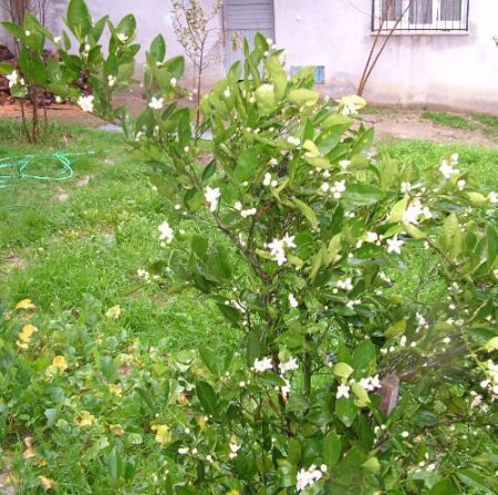 Kadirli'de Portakal Ağacı Çiçek Açtı
