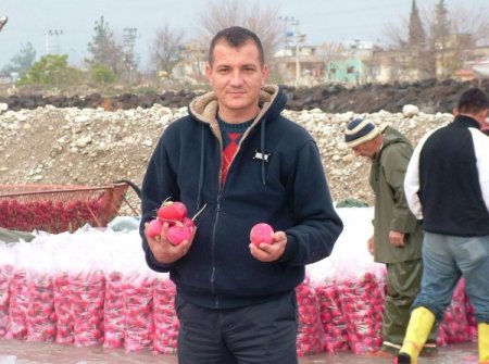 Kadirli'de turp sezonu başladı