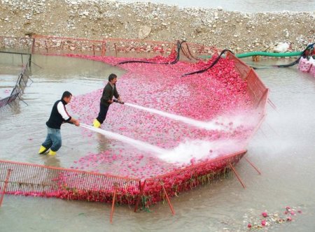 Kadirli'de turp sezonu başladı