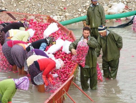 Kadirli'de turp sezonu başladı