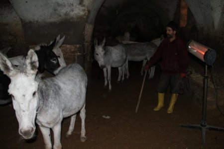 Kadrolu eşekler, dondurucu soğuğa karşı elektrikli soba ile ısıtılıyor