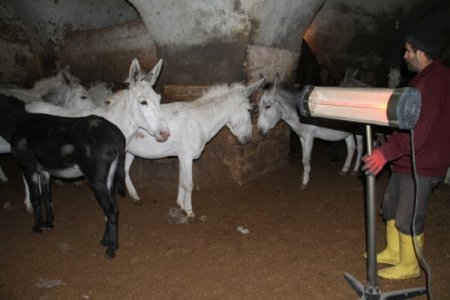 Kadrolu eşekler, dondurucu soğuğa karşı elektrikli soba ile ısıtılıyor