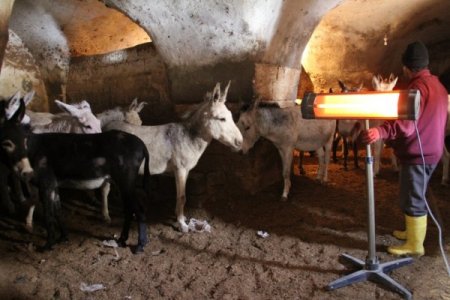 Kadrolu eşekler, dondurucu soğuğa karşı elektrikli soba ile ısıtılıyor
