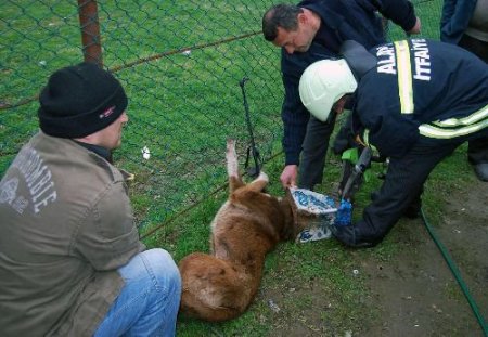 Kafası Tenekeye Sıkışan Köpeği, İtfaiye Ekipleri Kurtardı