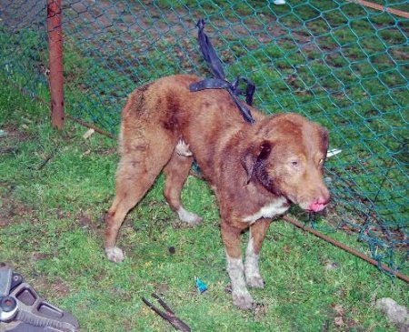 Kafası Tenekeye Sıkışan Köpeği, İtfaiye Ekipleri Kurtardı