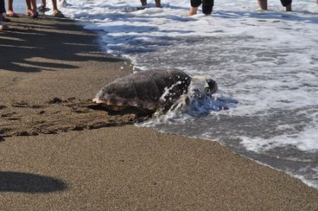 Kafatası Kırılan Caretta Caretta Tedavi Edildikten Sonra Doğal Hayata Bırakıldı