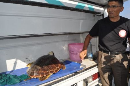 Kafatası Kırılan Caretta Caretta Tedavi Edildikten Sonra Doğal Hayata Bırakıldı