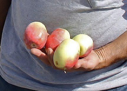 Kağızman'daki elma festivali sahibini arıyor