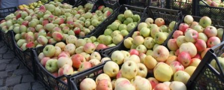 Kağızman'daki elma festivali sahibini arıyor