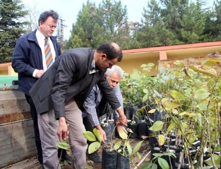 Kahramanmaraş’ta cevize yüzde 50 hibe desteği sağlanıyor