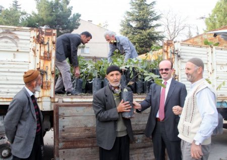 Kahramanmaraş’ta cevize yüzde 50 hibe desteği sağlanıyor