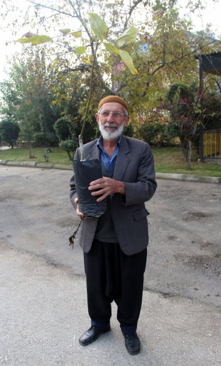 Kahramanmaraş’ta cevize yüzde 50 hibe desteği sağlanıyor