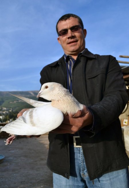 Kahramanmaraş'ta güvercinler 15 bin liraya kadar alıcı buluyor