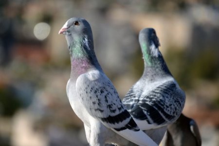 Kahramanmaraş'ta güvercinler 15 bin liraya kadar alıcı buluyor