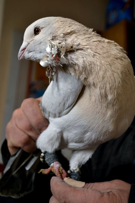 Kahramanmaraş'ta güvercinler 15 bin liraya kadar alıcı buluyor