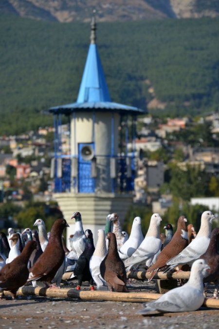 Kahramanmaraş'ta güvercinler 15 bin liraya kadar alıcı buluyor