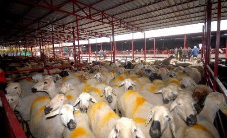 Kahramanmaraş'ta Kurban Satış Yerleri Belirlendi