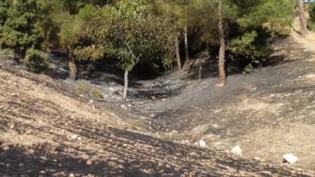 Kahramanmaraş'ta Orman Yangını