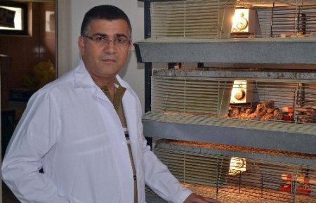 Kahramanmaraş'ta üretilen keklikler Türkiye genelinde doğaya salınıyor