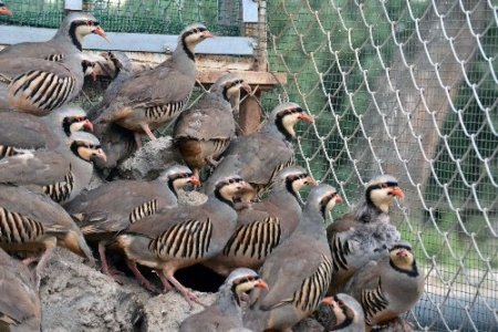 Kahramanmaraş'ta üretilen keklikler Türkiye genelinde doğaya salınıyor