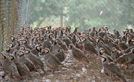 Kahramanmaraş'ta üretilen keklikler Türkiye genelinde doğaya salınıyor
