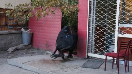 Kahvehaneyi birbirine katan boğa bıçaklandı (Özel)