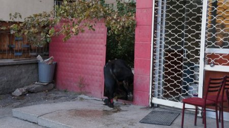 Kahvehaneyi birbirine katan boğa bıçaklandı (Özel)