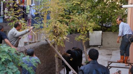 Kahvehaneyi birbirine katan boğa bıçaklandı (Özel)