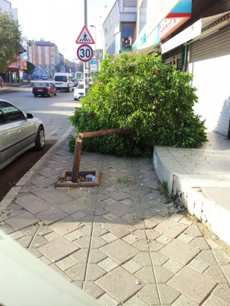 Kaldırımdaki fidanı kıran şahıs güvenlik kamerasına yakalandı